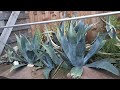 de winterharde agave cactus garden made by garden tube