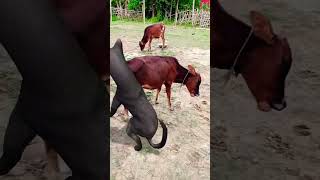 #sapi #funny #comedy #anaksapi #cow