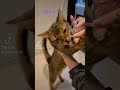 【テオ♡ゆあ】歯磨きするとき可愛い猫❤ ベンガルソマリ 猫の歯磨き shorts