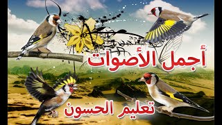 تغريد طائر الحسون راااائع لتعليم الفراخ بدون أخطاء | ماشاء الله