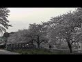 見沼の桜