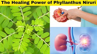 Phyllanthus Niruri Benefits