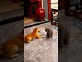 dog🐶and cat🐱 fight 🤣😝funny video funny dog🐕