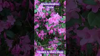 Rhododendron Circle - Flowers \u0026 More Ideas #lovely #nature #flower #awesome @flowersmoreideas3639