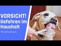 8 VERSTECKTE Gefahren für Hunde im Haushalt ⛔️