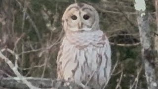 WoW unbelievable first time seeing a barred owl, also known as the northern barred owl, 🦉chouette