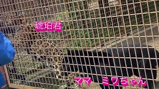 ￼ジャガー親子（卯月佐助、ミワちゃん、琥珀）のお肉貰う【とべ動物園】2024年11月24日