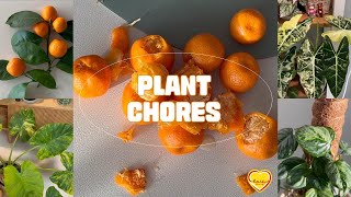 PLANT CHORES ｜ 더 이상 모른 척 할 수 없었던 알로카시아들🙄｜유주나무 가지치기&열매수확🍊