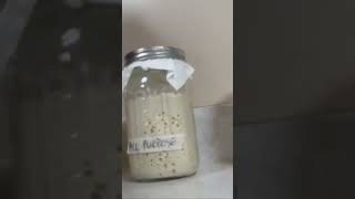 Neglected sourdough starter wakes yo #sourdough #sourdoughstarter #sourdoughdiscard #sourdoughwithus