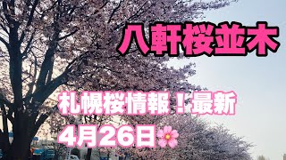 最新札幌桜開花2022年4月26日八軒桜並木通り