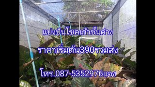 โชคเก้าชั้น ราคาเริ่มต้น 390 เท่านั้น ราคาดี เดินทางฟรี