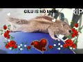 squirral gilu rip my home animal 24 sep 2021