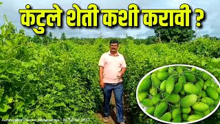 कंटूले शेती // करटुले शेती // spine gourd farming