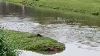 新加坡郊区野生動物_水獭 City In Nature _ Smooth-coated Otters In Singapore _ 28feb2023  8.43am