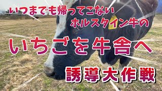 エサを食べに帰ってこなくなり、すっかり痩せてしまったホルスタイン牛の「いちごちゃん」を牛舎へ連れて帰るべく誘導作戦を決行しました。　福島県双葉郡浪江町にある【希望の牧場】　＃希望の牧場　＃被ばく牛