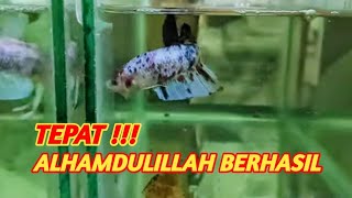 MELATIH IKAN CUPANG YANG MENTALNYA JELEK, GAK MAU NGEDOK/FLARING