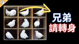 多出來的鴿子暗藏玄機？鴿籠原理 pigeon hole principle