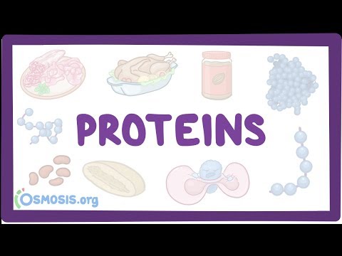 What does protein do in the human body?