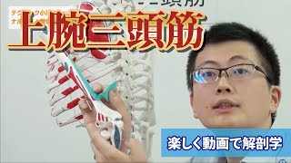 「上腕三頭筋」ナルホド！基礎講座《楽しく動画で解剖学》