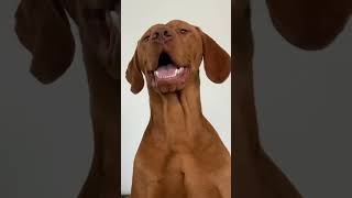 My Vizsla hates being on camera… 😂 #shorts #vizsla #comedy