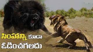 సింహం కూడా ఈ జంతువుల ముందు పాలు తాగే పిల్ల . 10 ANIMALS THAT CAN KILL A LION .