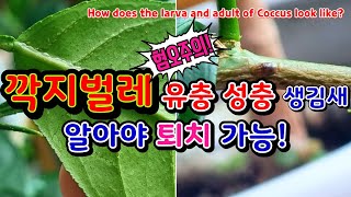 깍지벌레(=개각충) 유충&성충 생김새, 알아야 퇴치 가능!