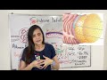 fisiopatología del síndrome nefrótico parte 1