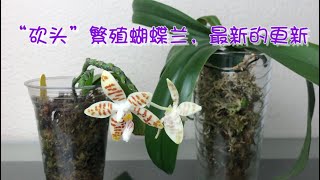 08/19/2022 一分为二，蝴蝶兰分株繁殖的最新更新Cutting Phalaenopsis stem propagation