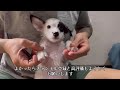 彼女への贈り物として青く塗られた野良犬。人間に傷つけられながらも、人間に寄り添う姿に涙が溢れる【感動】