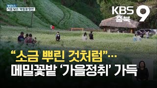 [영상] “소금을 뿌린 것처럼”…메밀꽃밭 ‘가을정취’ 가득 / KBS 2021.10.01.