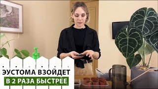 Когда сажать эустому на рассаду? Посев эустомы. Отличная всхожесть и рост рассады в 2 раза быстрее