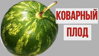 Коварный и полезный. Как НЕ получить боль в животе и расстройство кишечника.