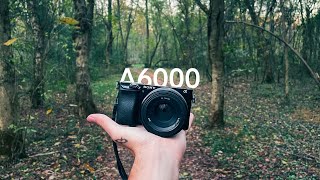 POV sony a6000 forest photography