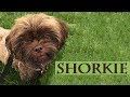 Shorkie - Complete Guide For A Shorkie Puppy Owner