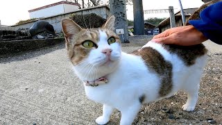 塀の上にいた猫、顔見たらモフられに降りてきた