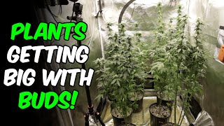 Meat the Afghan with FROSTY NUGS!!! Leaf stripping and Transplanting