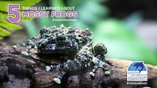 5 Things I Learned About Vietnamese Mossy Frogs @CLEAquarium