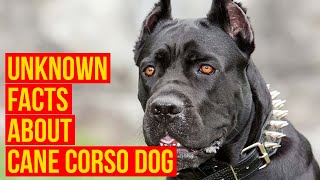 Cane Corso Dog Breed, 7 facts Why Is The King For Your Protection
