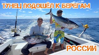 Голубой тунец подошел к берегам России. Bluefin tuna approached the shores of Russia.