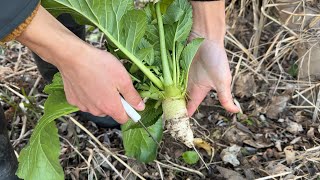 河川敷で野草採り　野生の大根やカラシナで漬物を作る　ハタンポも