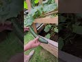 Theres things growing in here! #selfsufficient #homestead #greenhouse #garden #gardenlife #cucumber