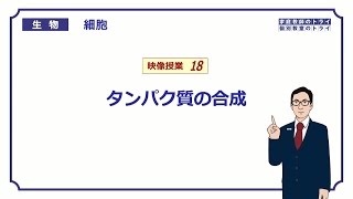 【高校生物】　細胞18　タンパク質の合成（１４分）