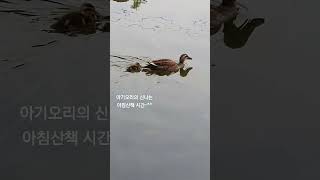 아빠.엄마오리와 함께 하는 새끼오리 #Duck Family