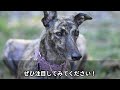 【犬の雑学】驚きの事実！あなたの知らない犬の秘密を大公開！　 犬の雑学 　 犬の知能 犬のいる暮らし