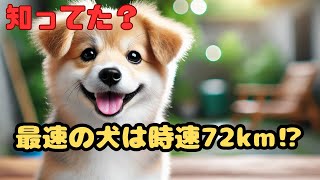 【犬の雑学】驚きの事実！あなたの知らない犬の秘密を大公開！　#犬の雑学 　#犬の知能   #犬のいる暮らし