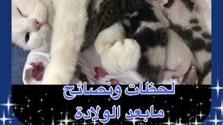 نصائح بعد ولادة القطة