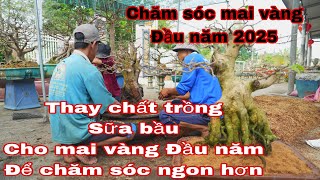 thay chất trồng cho mai vàng , chăm sóc mai vàng giai đoạn đầu năm