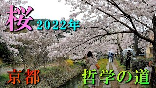 [4K] 桜の名所 京都  哲学の道  2022年【満開】Cherry blossom viewing spot Kyoto Japan