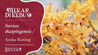 Kebun Raya Bogor: Mekar di Kebun - Saraca thaipingensis