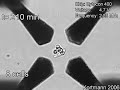 growth from a single cell time lapse